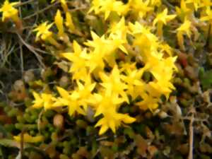 photo Les dunes et leurs richesses