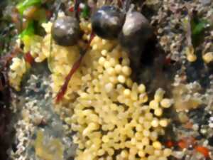 photo Coquillages et crustacés