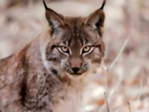 Journée internationale du Lynx