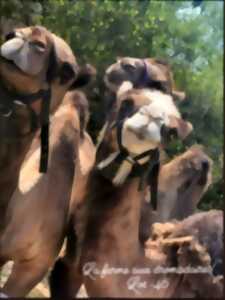 photo Fermes en fête au Camel Ranch