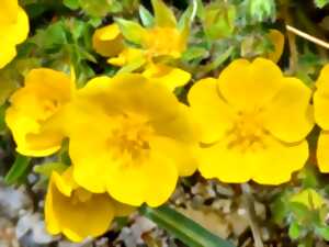 BALADES DÉCOUVERTE PLANTES SAUVAGES