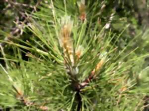 CONFÉRENCE - DÉBAT : PIN DE SALZMANN, FORÊT CÉVENOLE ET CHANGEMENT CLIMATIQUE