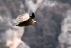 LES RAPACES DIURNES DU TRUC