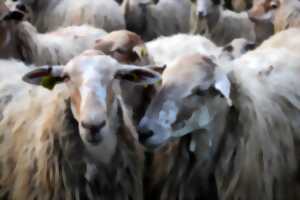 TRANSHUMANCE - TOTAL FESTUM