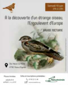 À la découverte d'un étrange oiseau, l'Engoulevent d'Europe
