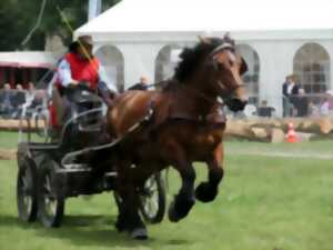 photo Journée du cheval