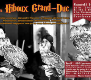 Hiboux Grand-Duc : Atelier fauconnerie avec le hiboutier de Harry Potter !