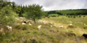 photo Visite guidée de la Tourbière du Longeyroux et rencontre avec le berger