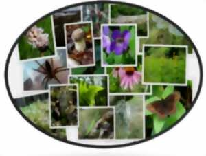 photo Approfondissement en botanique : reconnaissance des familles