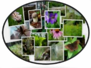 photo Les plantes indicatrices forestières