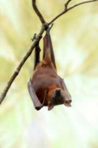 photo Le monde des chauves-souris
