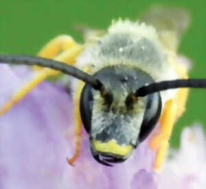 photo Suivi photographique des insectes pollinisateurs