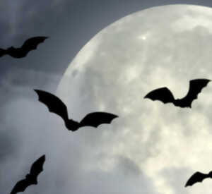 photo Nuit de la chauve-souris