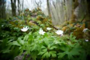 Concours photo 2024 : Jour de pluie dans la forêt d'Epagne