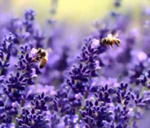 photo Melissa Miel, visite gratuite chez un apiculteur