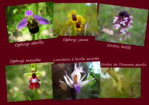 photo Randonnée autour des orchidées