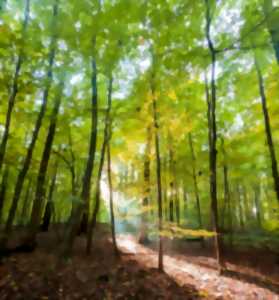 photo Visite commentée : à la découverte d'une forêt de chênes remarquables