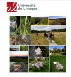 photo Les plantes indicatrices forestières