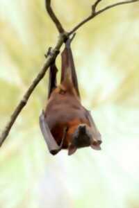 photo Balade nature : Les chauves-souris