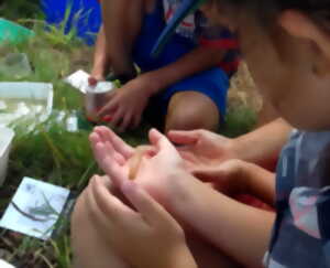 photo Les petites bêtes de l'eau