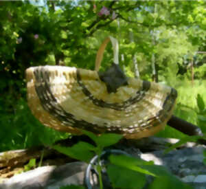 photo Balade au coeur de la vannerie