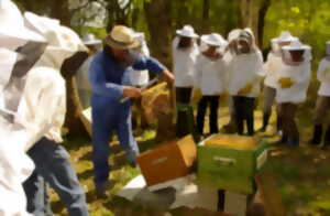 photo De la ruche aux pollinisateurs sauvages