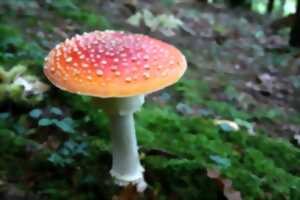 photo Balade nature : les champignons