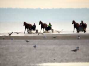 [Équidays] Au pas des ânes et chevaux normands pour une baie propre