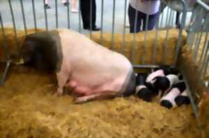 photo A la rencontre de la Ferme Serbielle