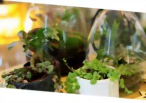 photo Atelier Terrarium