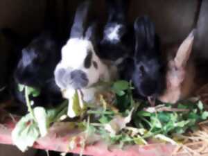 photo Nourrissage des animaux