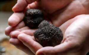 photo Des truffes et du vin