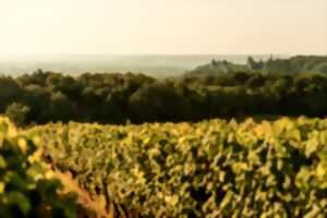 photo Circuit du vignoble à vélo électrique