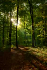 photo Balade commentée - Forêt Perigord Noir