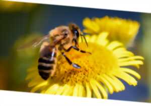 photo Atelier Apiculture