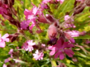 Fleurs comestibles à croquer...