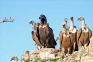 photo SORTIE NATURE : LES VAUTOURS, RAPACES DES GORGES