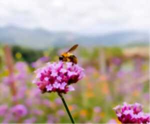 photo Parcours conté au château Citran - Alice au Royaume des Nuages 