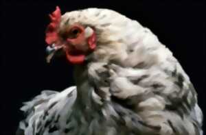 photo Comice agricole