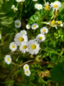 photo Fabrication de remèdes médicaux et tisanes