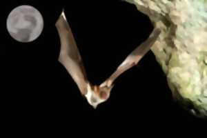 photo La nuit de la chauve-souris aux Tours de Merle