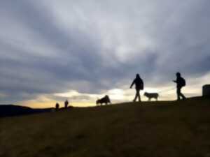 photo Cani-rando nocturne
