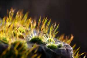 photo Découverte de Dame Nature par nos 5 sens