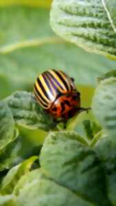 Balade en bord de Garonne - confection d'un hôtel à insecte