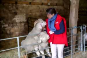 Tonte des chèvres Angora