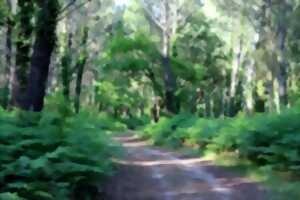 photo Bain de forêt Quiétude et Nature