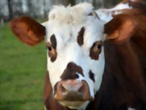 photo Équicoaching avec les vaches