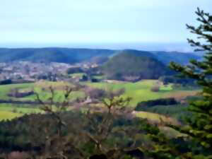 photo JEP 2025 - Balade sur les arbres remarquables dans le massif de l'Avison