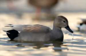 Reconnaître les oiseaux d’eau en hiver - Réserve de la Mazière