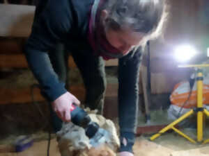 photo Journée tonte et tri des toisons à la Bassette